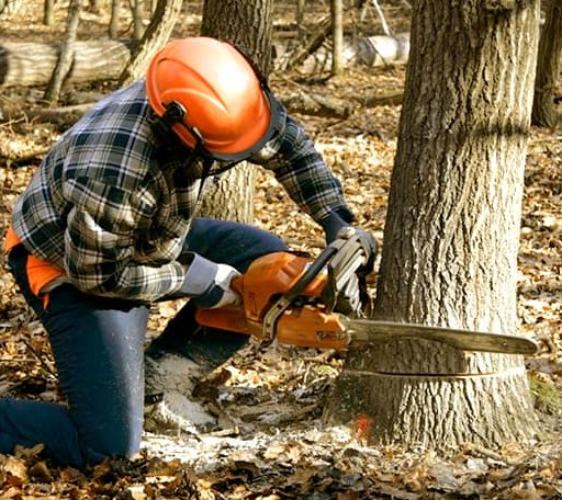 Tree Removal in Harleigh, PA